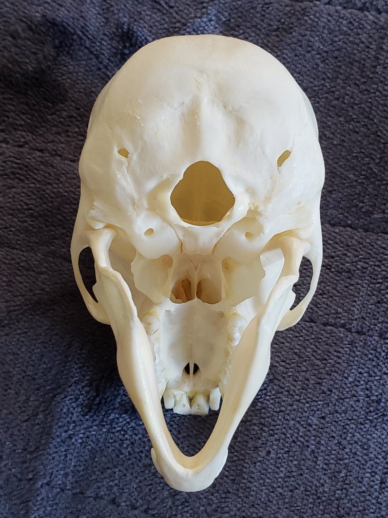 Main image 5