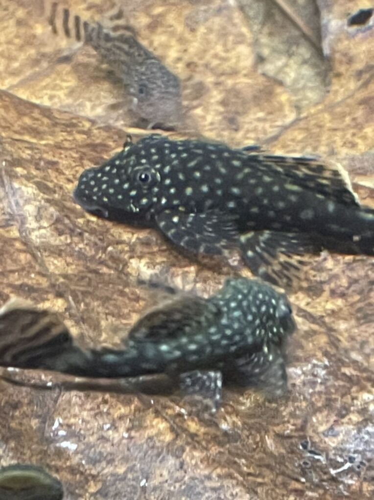Black Bushy-Nose Pleco's