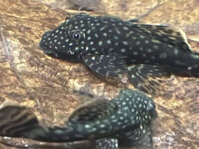 Black Bushy-Nose Pleco's
