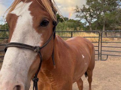 Gelding horse
