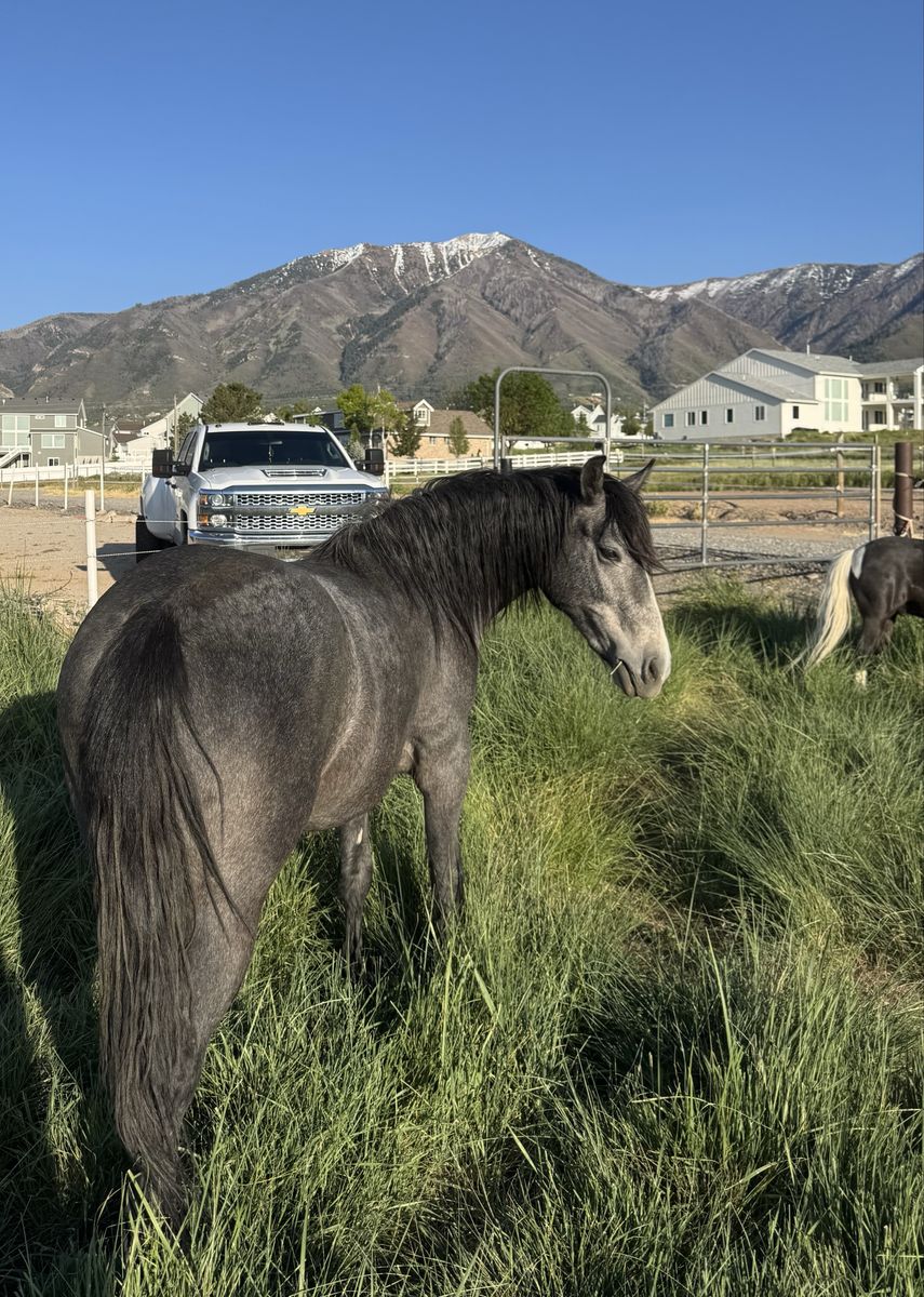 Blue Roan Filly