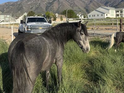 Blue Roan Filly