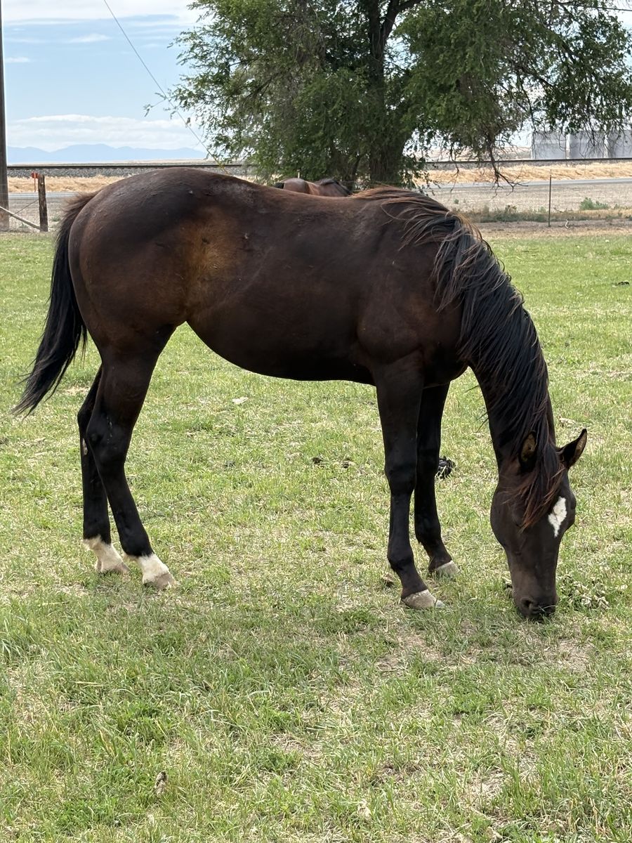 AQHA Registered 2025 Brown Filly - Gentle & Athletic, Halter Broke, Pasture Friendly