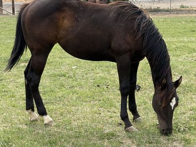 AQHA Registered 2025 Brown Filly - Gentle & Athletic, Halter Broke, Pasture Friendly