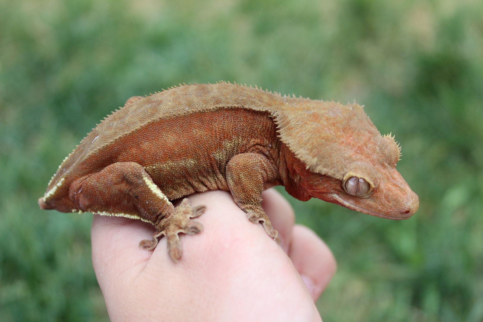 66% het Axanthic ready to breed crested gecko female
