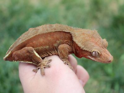66% het Axanthic ready to breed crested gecko female
