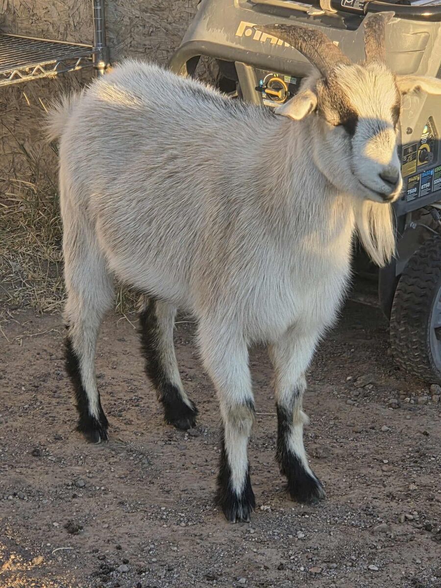Yearling Buck (wether/castrated)