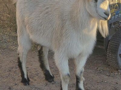 Yearling Buck (wether/castrated)