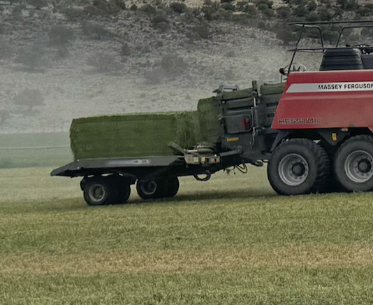 Premium/Supreme Quality Alfalfa Hay