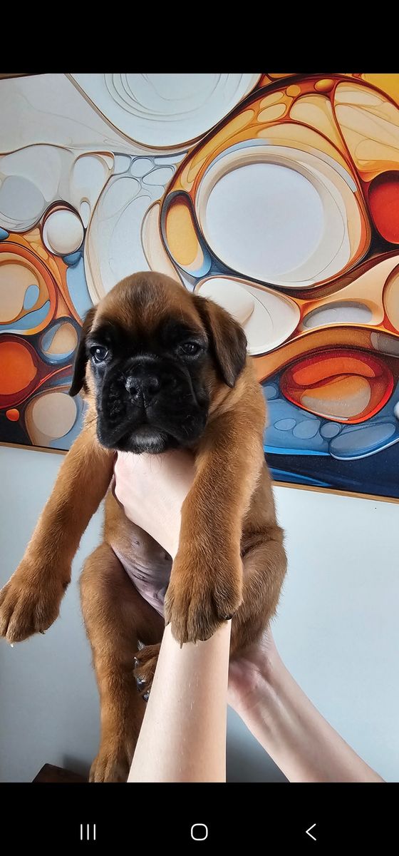 AKC Euro Boxers