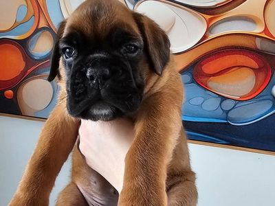 AKC Euro Boxers