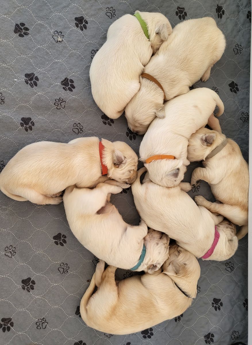 AKC registered Golden/English Cream Retriever Puppies