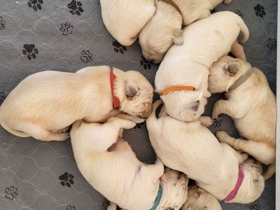 AKC registered Golden/English Cream Retriever Puppies