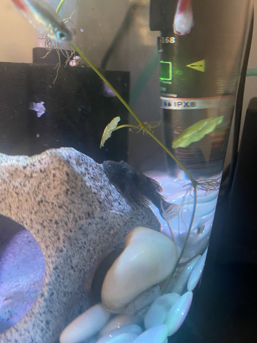 Bristlenose pleco fish