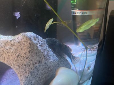 Bristlenose pleco fish