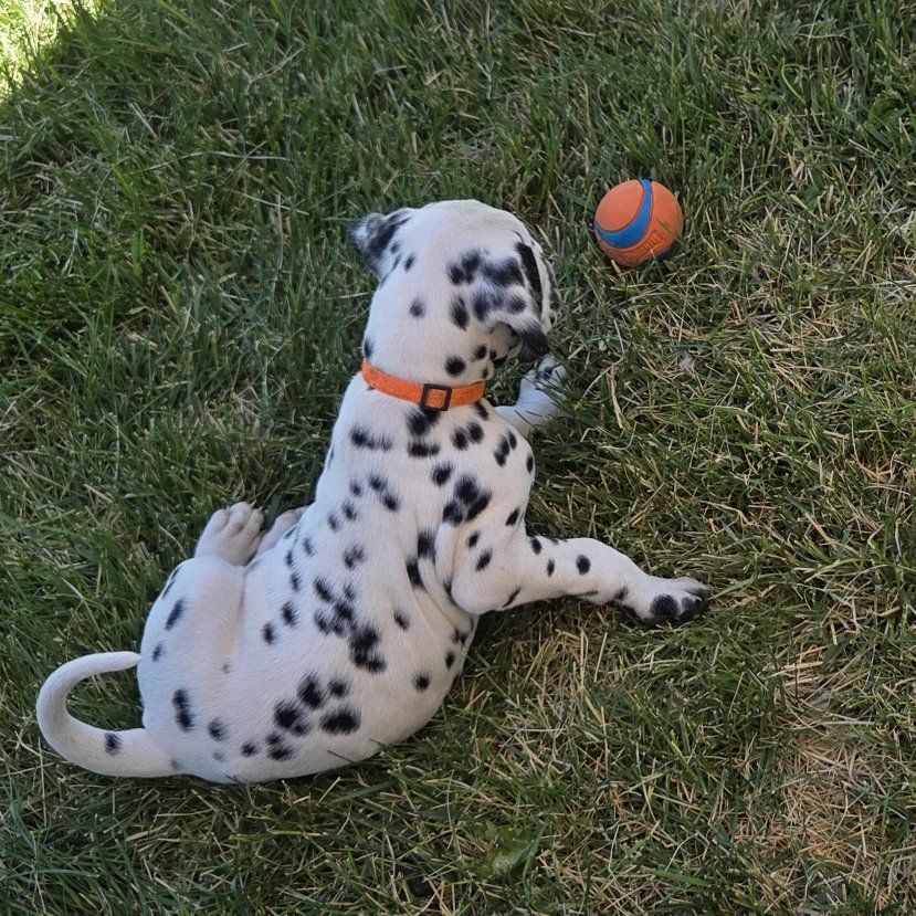 Black and white AKC Dalmatian