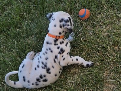 Black and white AKC Dalmatian
