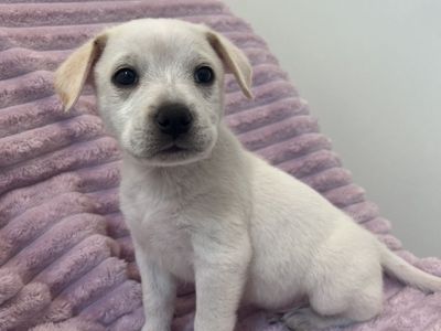 Hello my name is Coconut