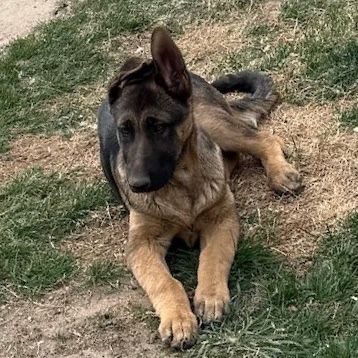 AKC German Shepherd Puppy For Sale