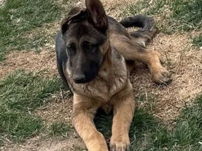 AKC German Shepherd Puppy For Sale