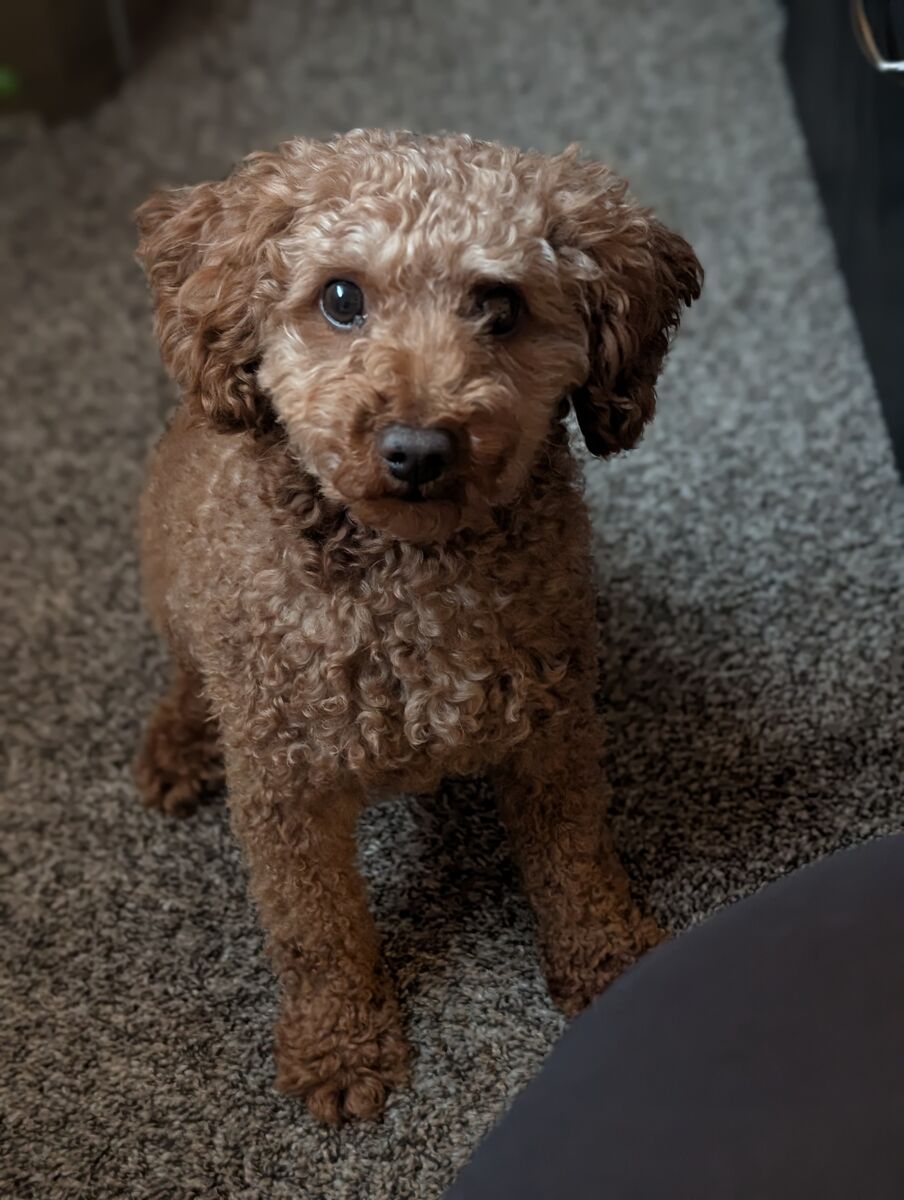 Male Mini Poodle- Please read description before inquiring!