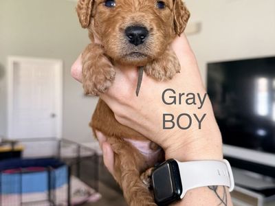 F1B medium Goldendoodles