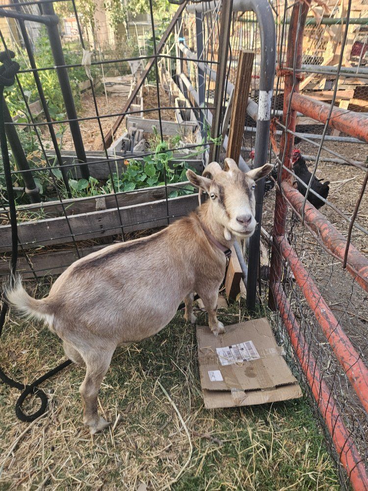 2 goats: 1 in milk 1 banded baby