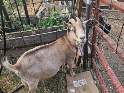 2 goats: 1 in milk 1 banded baby