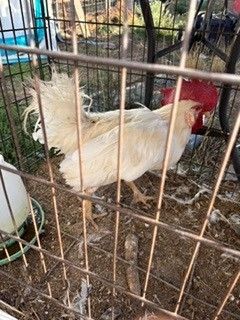 White Leghorn rooster for sale