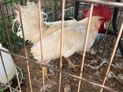 White Leghorn rooster for sale