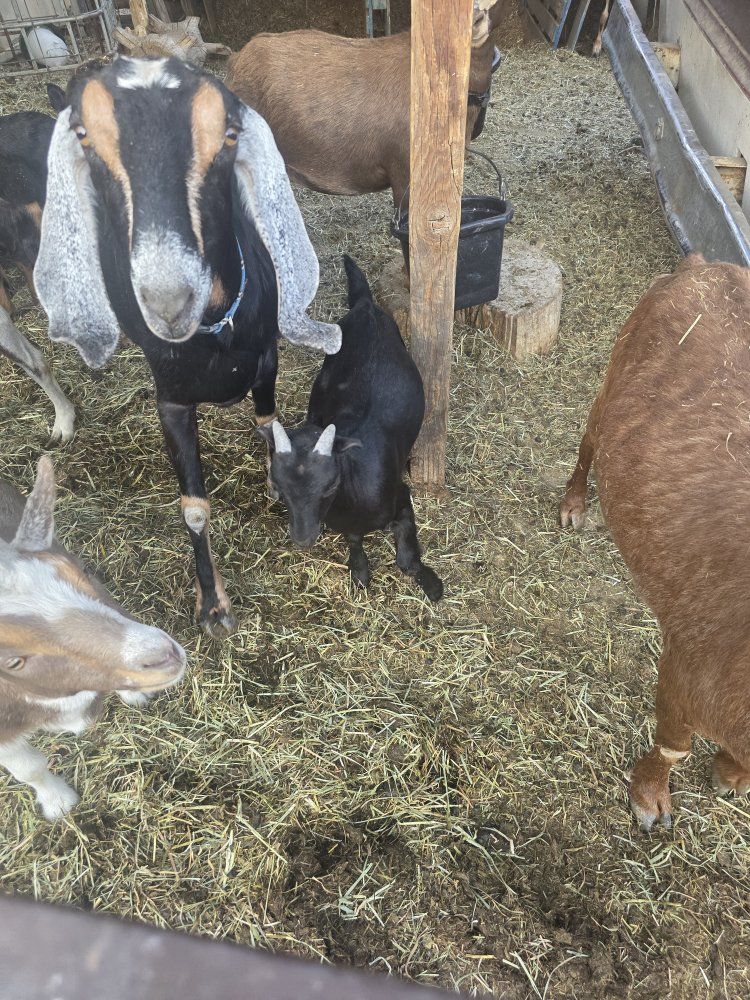 Nigerian Dwarf Goat Kid - Black Doe with White Markings - Young, Healthy