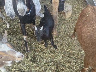 Nigerian Dwarf Goat Kid - Black Doe with White Markings - Young, Healthy