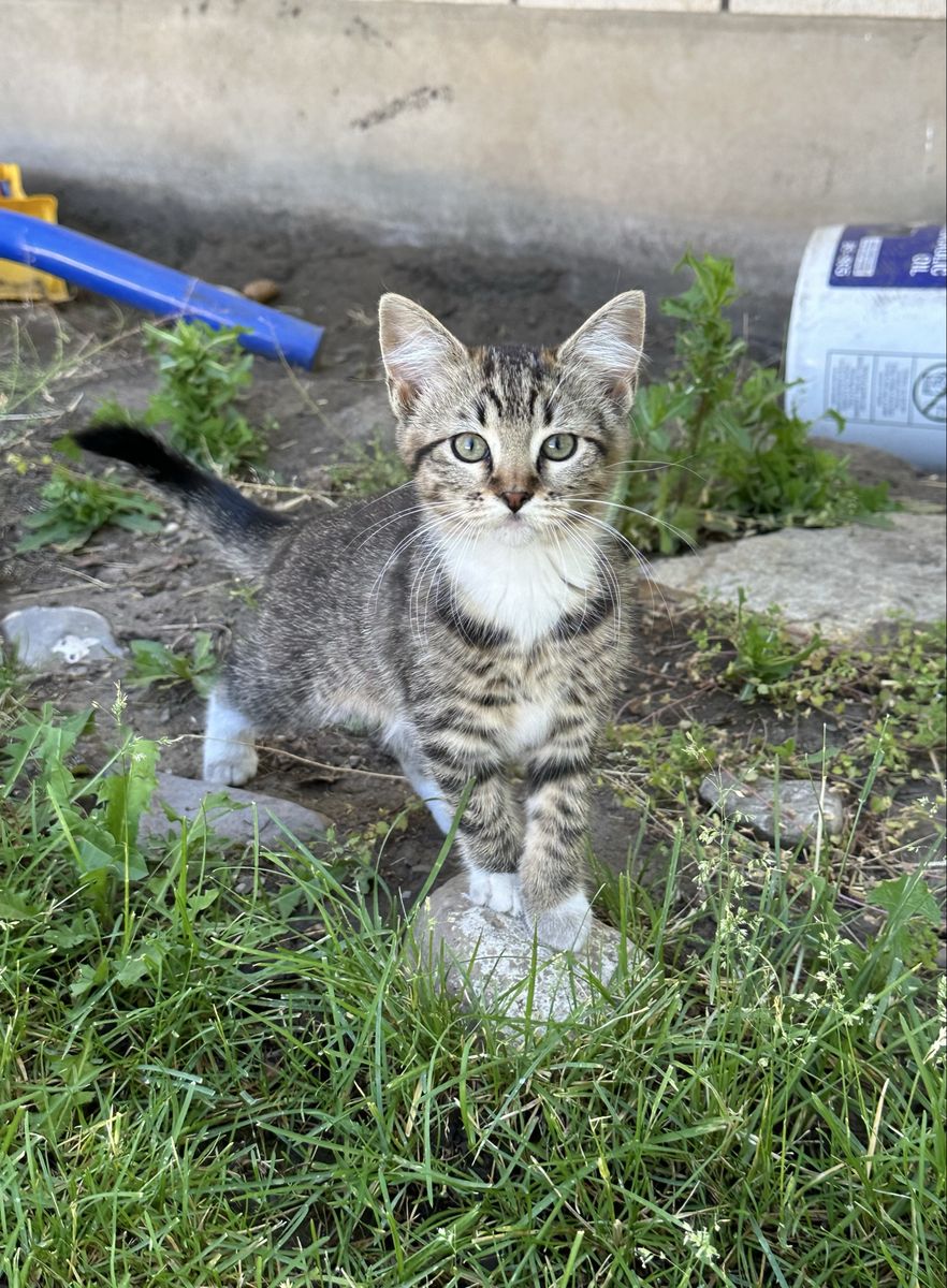 Adorable Tabby Kittens with Striking Markings - Ready for a Loving Home!