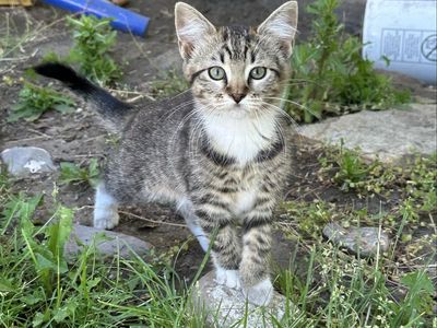 Adorable Tabby Kittens with Striking Markings - Ready for a Loving Home!