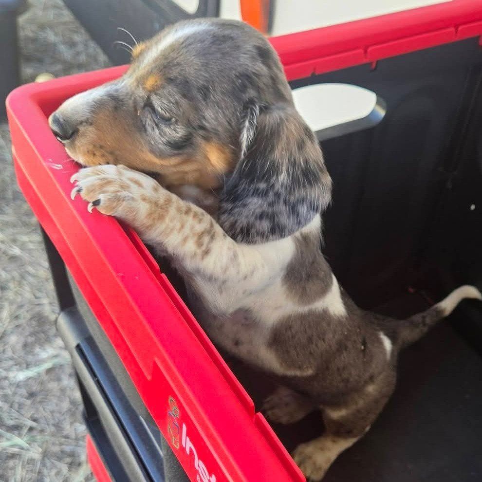 purebred dachshund male