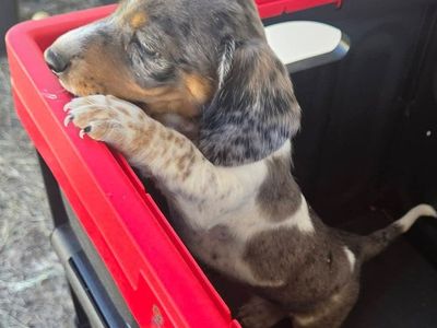 purebred dachshund male