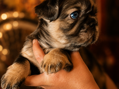 FLUFFY French Bulldog Puppies