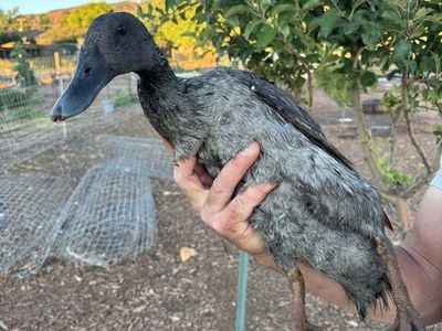 Free Ducks - Cayuga/Runner Cross