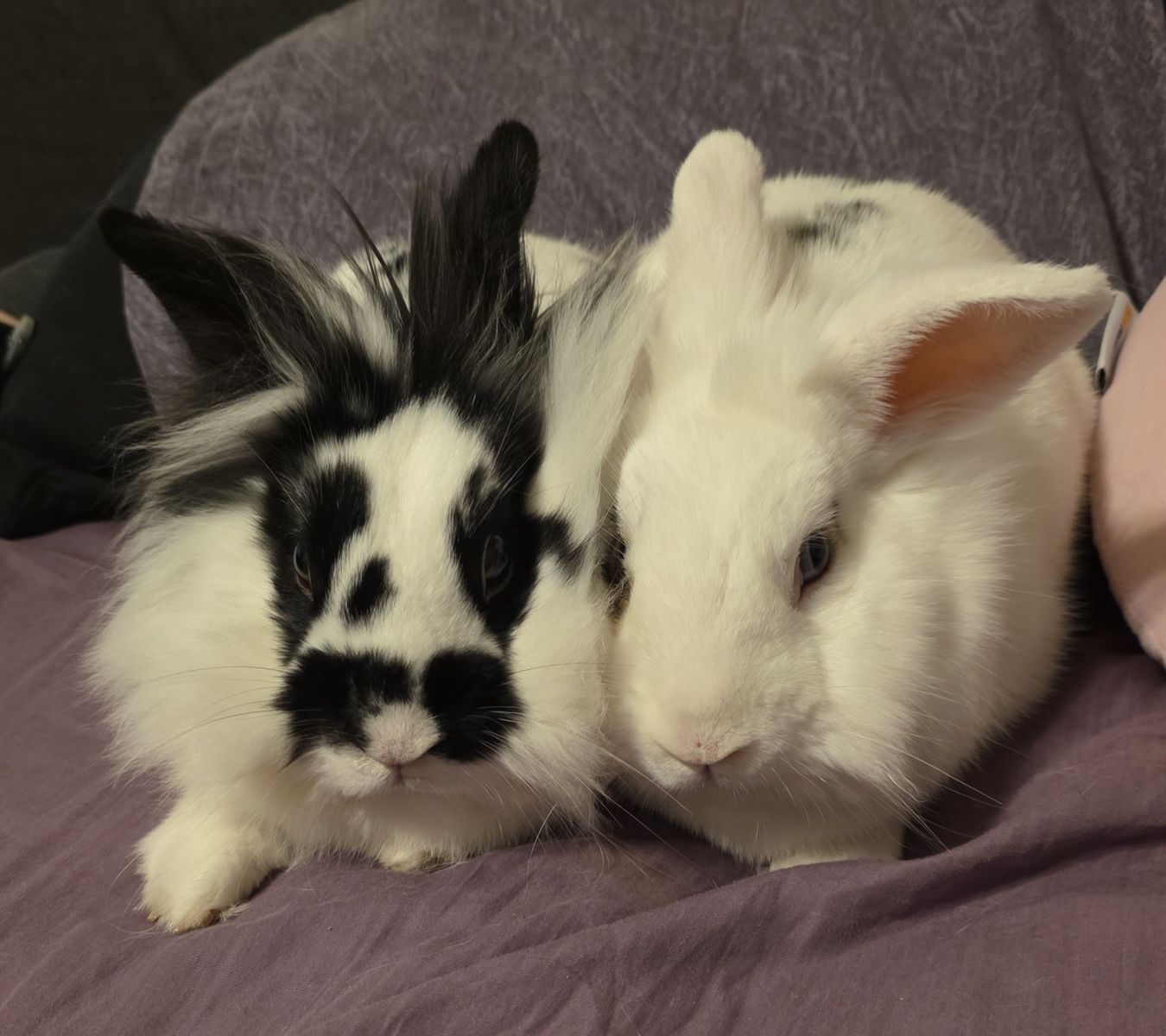 Bunnies for sale to loving home