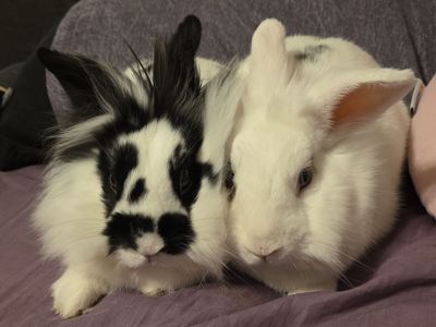 Bunnies for sale to loving home