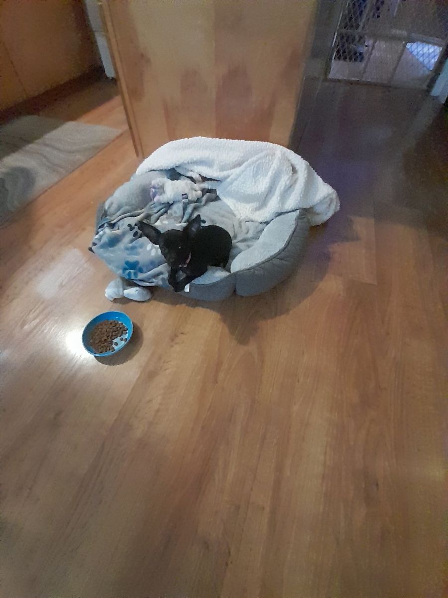Chihuahua puppy
