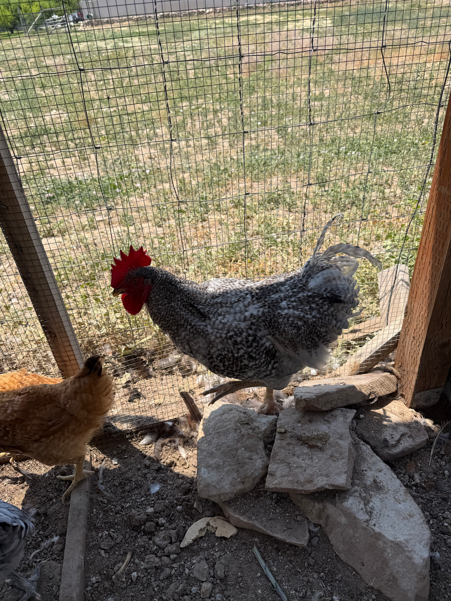 Free young chicken/rooster