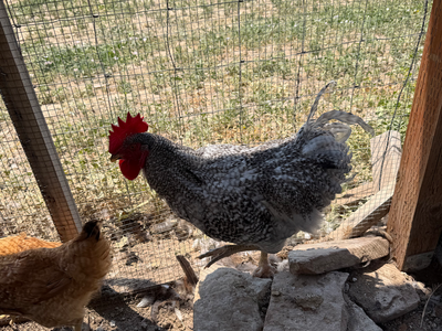 Free young chicken/rooster