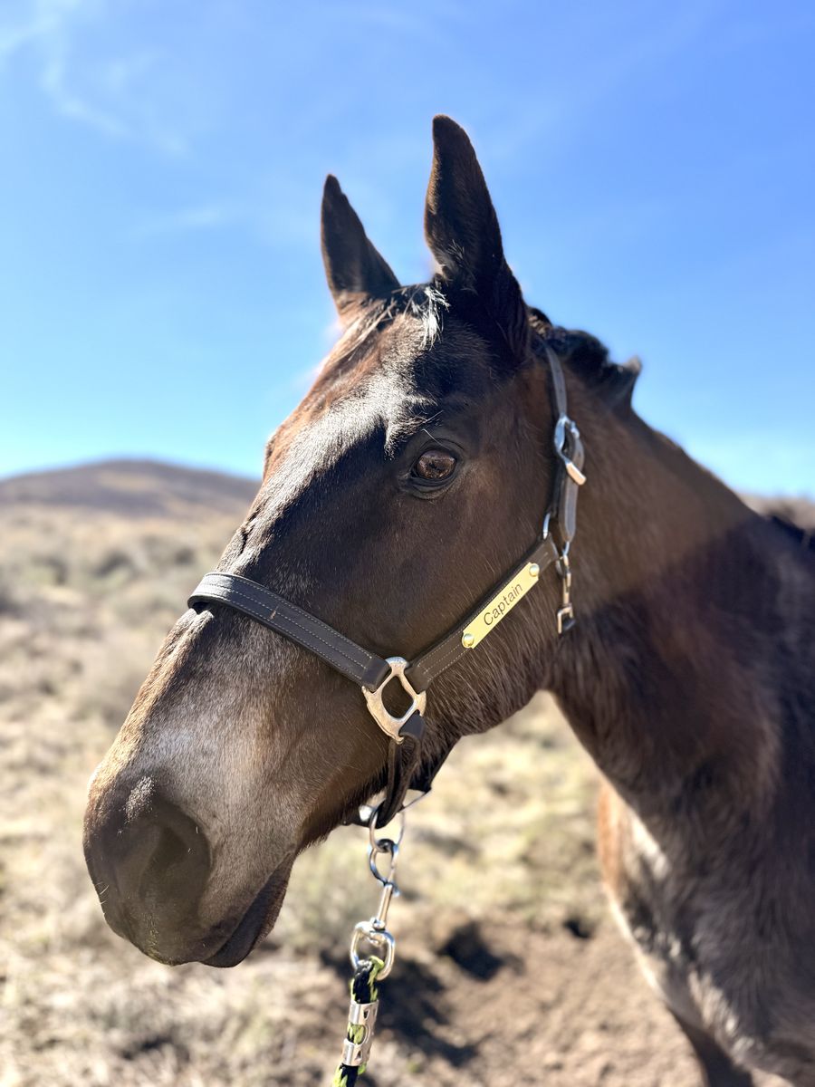 Sweet gelding for sale