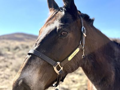 Sweet gelding for sale