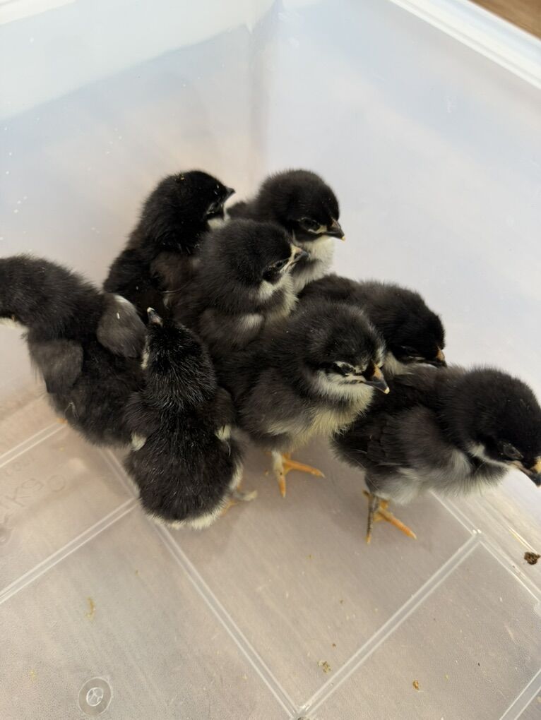 French Black Copper Maran Chicks