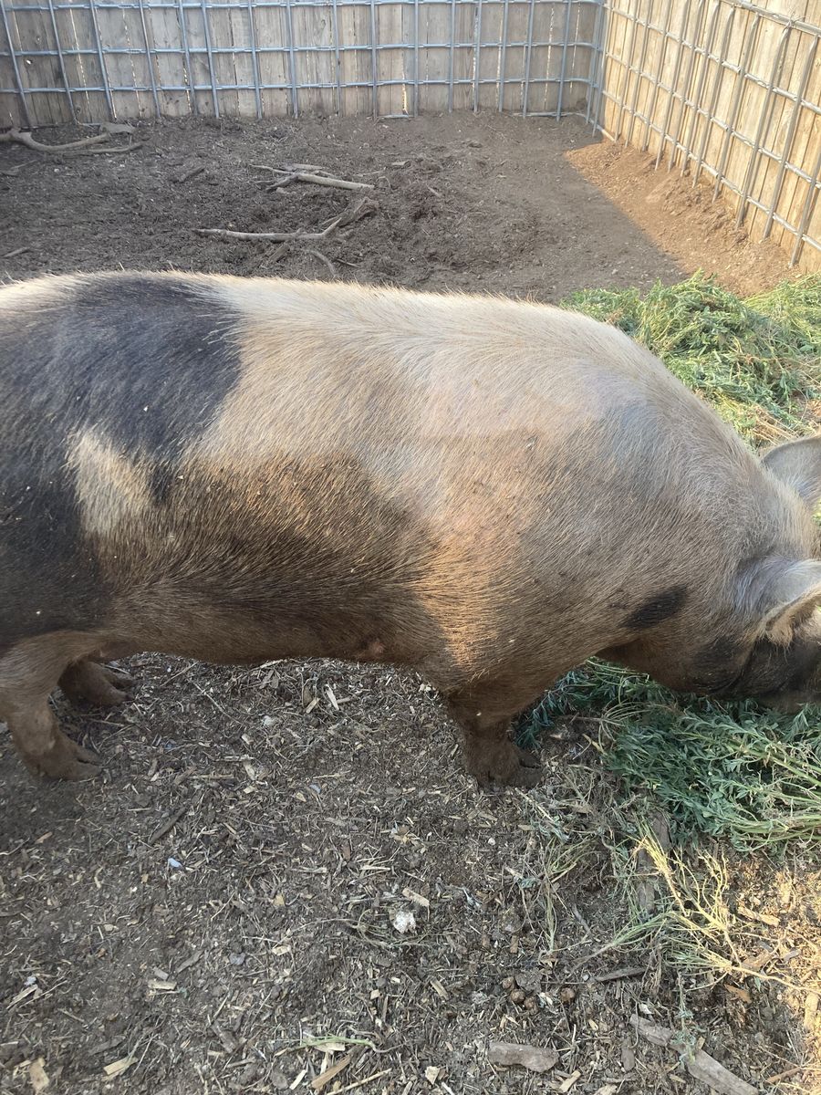 Sausage Sow for sell or trade