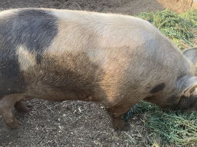 Sausage Sow for sell or trade