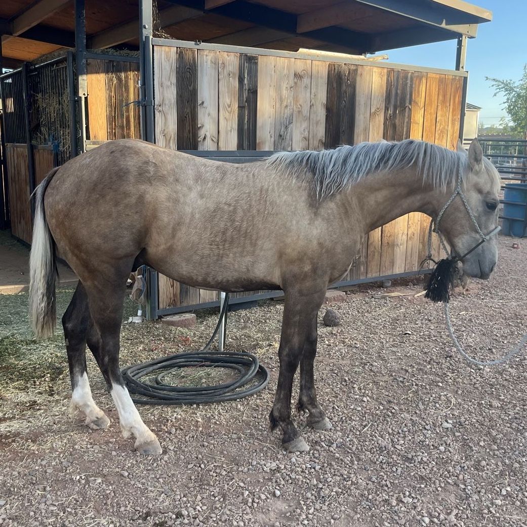 Yearling Colt - Riata buckle/Royal Crown