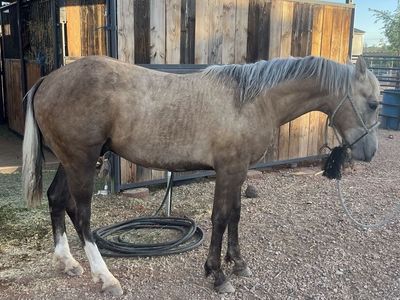 Yearling Colt - Riata buckle/Royal Crown